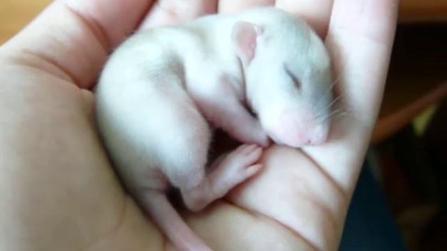 Декоративный крысёнок спит в ладошке смотреть онлайн