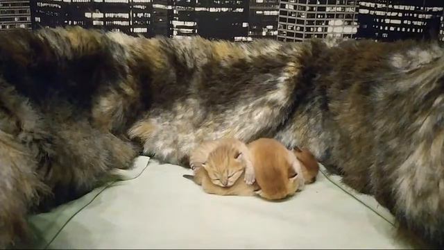 Мама Кошка долго не подходит к котятам смотреть онлайн