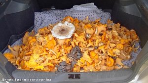 Говорят что в июле нельзя набрать много грибов | Шипов лес грибы 2023