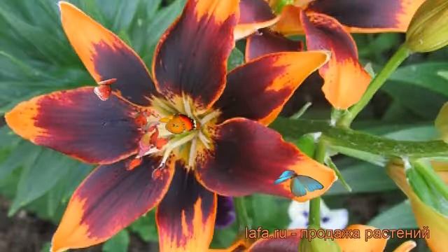 Лилия азиатская Форевер Сьюзан ? обзор: как сажать, луковицы лилии Форевер Сьюзан смотреть онлайн