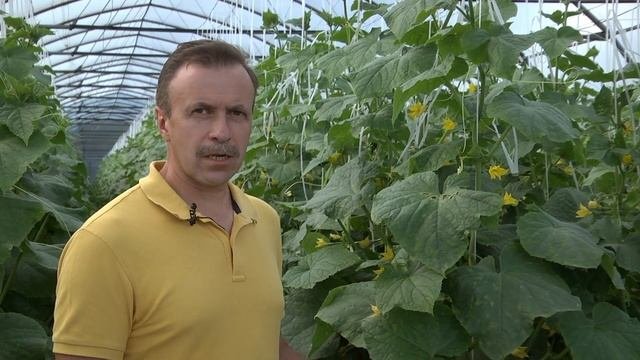 Ложная мучнистая роса