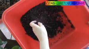 как обогатить почву для рассады  Куда деть спитой чай и кофе