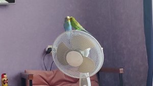 Птичкины красавчики! на вентиляторе спорят!