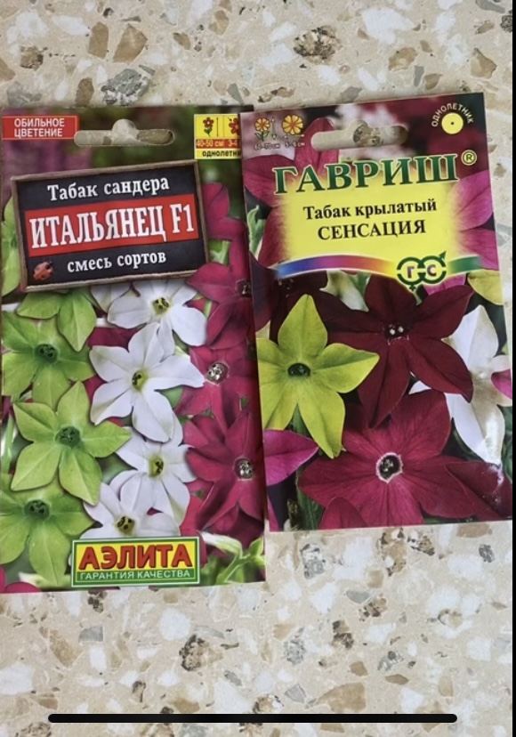 Душистый табак сеем на рассаду 2022 смотреть онлайн