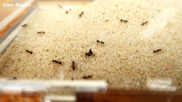 Муравьи вырыли норы в песке! Конкурс: Муравьиная ферма в подарок! смотреть онлайн