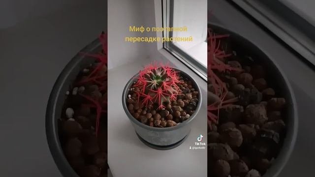 Миф о поэтапной пересадке растений.