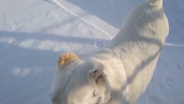 Очень изобретательный алабай! смотреть онлайн