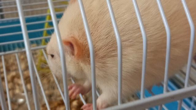 милые крыски смотреть онлайн