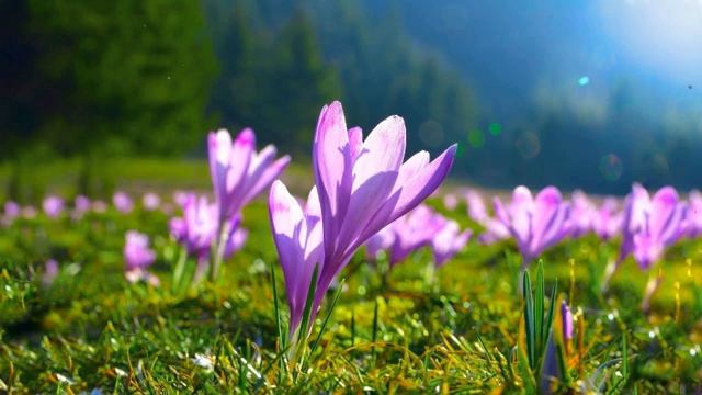 Красивая фортепианная музыка - расслабляющая музыка, учебная музыка, снятие стресса смотреть онлайн