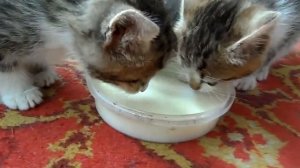 Котята пьют молоко - Kittens drink milk