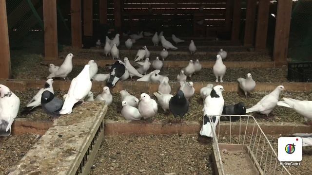 Моё виденье о соревнованиях смотреть онлайн