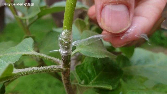 Grafting Tomato on eggplant - Vegetable grafting | Grafting plants смотреть онлайн