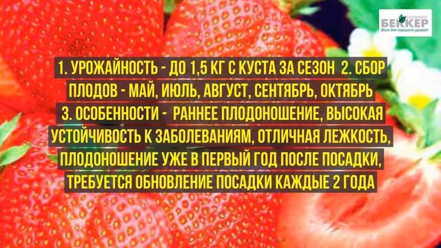 Какие сорта клубники можно вырастить на подоконнике и балконе смотреть онлайн