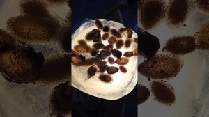 Пиявки. контроль за выходом нитчатки из кокона.