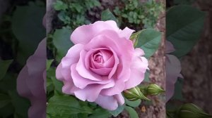 Роза Лав Сонг цветок 14см крупноцветковя голубая РОСТОВ-НА