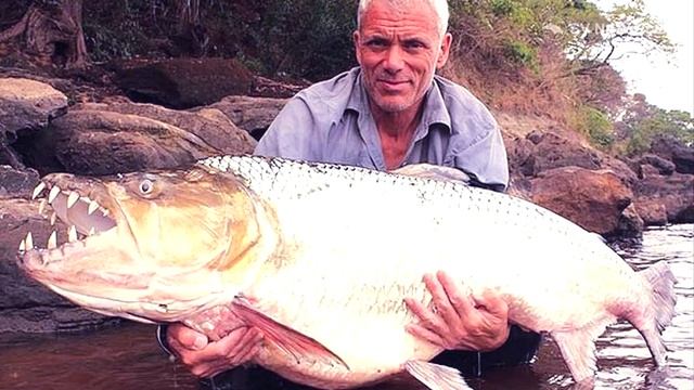 Тигровая рыба голиаф смотреть онлайн