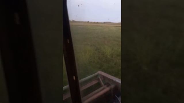 свинорой