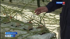 Тепличный комплекс, расположенный под Орлом, готов снабдить жителей региона качественными и недороги