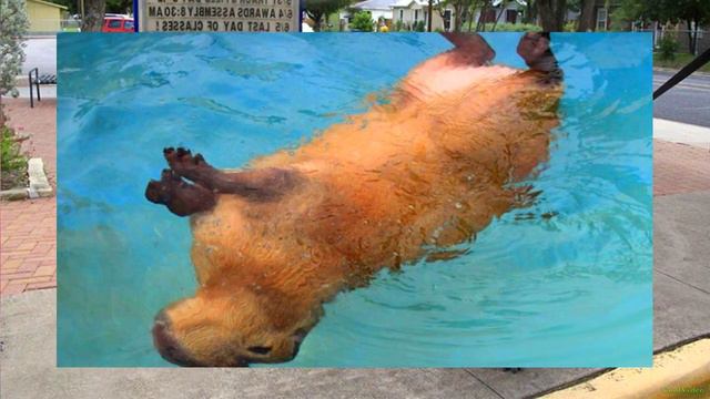 Самые толстые животные в мире! Изучаем животных. смотреть онлайн