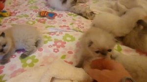 Periwinkle's 2 Week Old Seal Point Himalayan Kittens