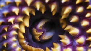 САМЫЕ ЗУБАСТЫЕ СУЩЕСТВА НА ПЛАНЕТЕ