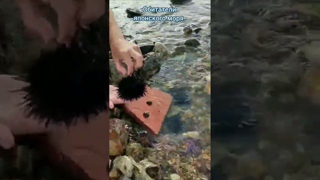 Морские звезды и ежи на пляже маяк Токарева. #владивосток #японскоеморе