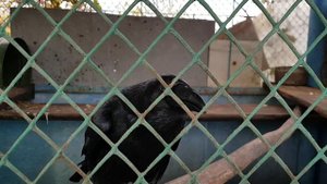 говорящий ворон Рома