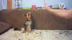 Йоркширский терьер  - Артист ч2. Общий курс дрессировки.