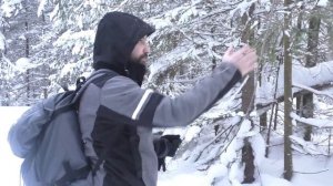 Как отличить пихту от ели?