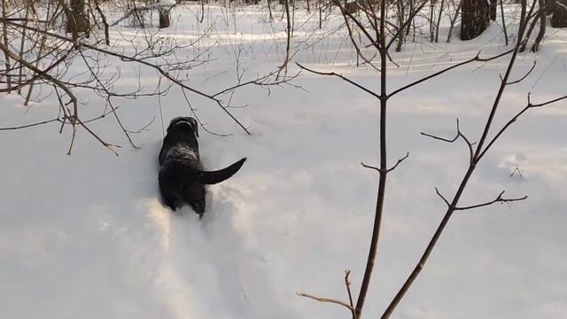 Гуляю с лабрадором по лесу
