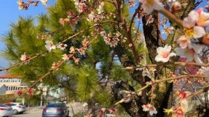 ГЕЛЕНДЖИК! ТОЛЬКО ПОЗИТИВ! ВЕСНА НА КУРОРТЕ! ДЕРЕВЬЯ ЦВЕТУТ!