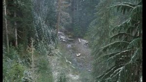 тонзилгон инструкция