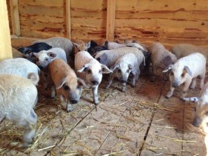 Помещение для откорма молодняка свиней. Фермерское хозяйство Евгения Андриенко.