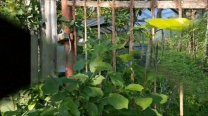 оз. Утконос, Ленинградской области