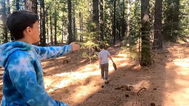 США Поехали в лес за Рождественской ёлкой / Где купить самую красивую и дешёвую ёлку в Америке смотреть онлайн