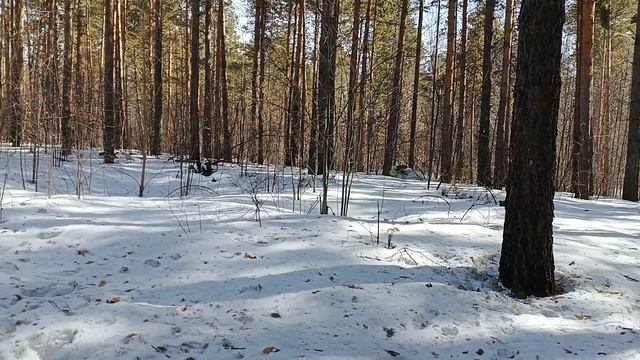 Менестрель.