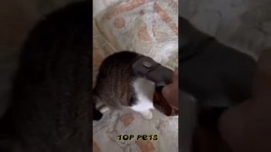 Енот