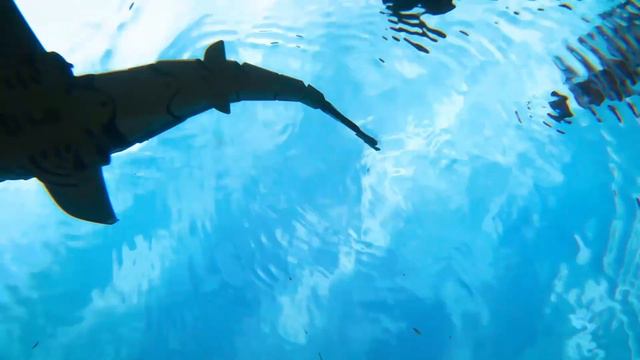 RC Shark Toy, Mosasaur Toy, Swimming Pool Toys Xiamen Newsun смотреть онлайн
