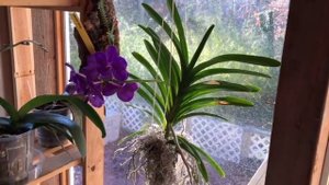 Орхидея ВАНДА - Зимний уход?❄️?