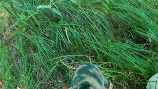 Тихая Охота! Косим Грузди! смотреть онлайн