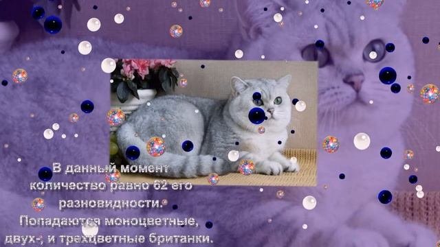 Британская короткошерстная порода кошек