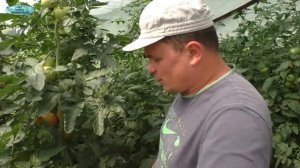 Как лучше поливать помидоры.