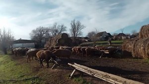 ПРЕИМУЩЕСТВА курдючных овец над другими породами