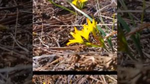 Эфемероиды.