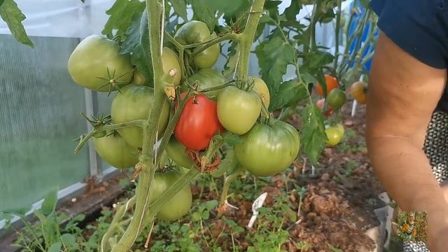 Что нового в 2022 у коллекционера томатов Натальи Ёлушкиной ? смотреть онлайн