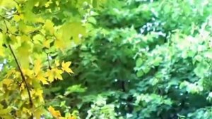 Вильдан Яруллин - Гармун