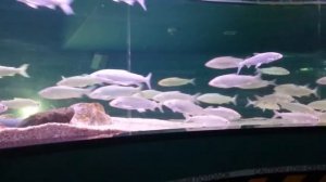 Рыбки плавают по кругу