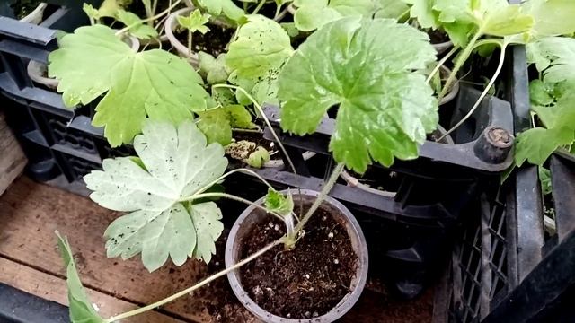 Дельфиниум из семян. Рассада в марте смотреть онлайн