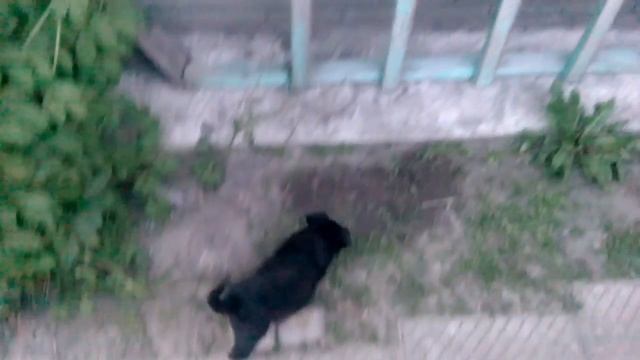 Черныш и Жучка смотреть онлайн