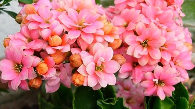 Каланхоэ, Бриофиллум (Kalanchoe) уход и полив смотреть онлайн